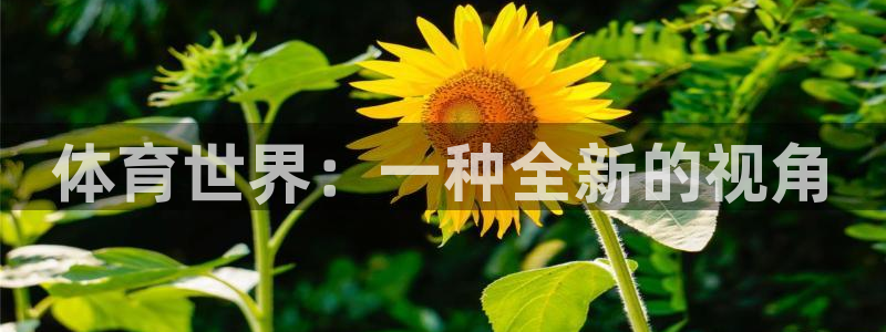 球速体育