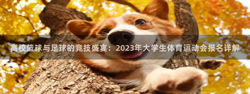 球速体育